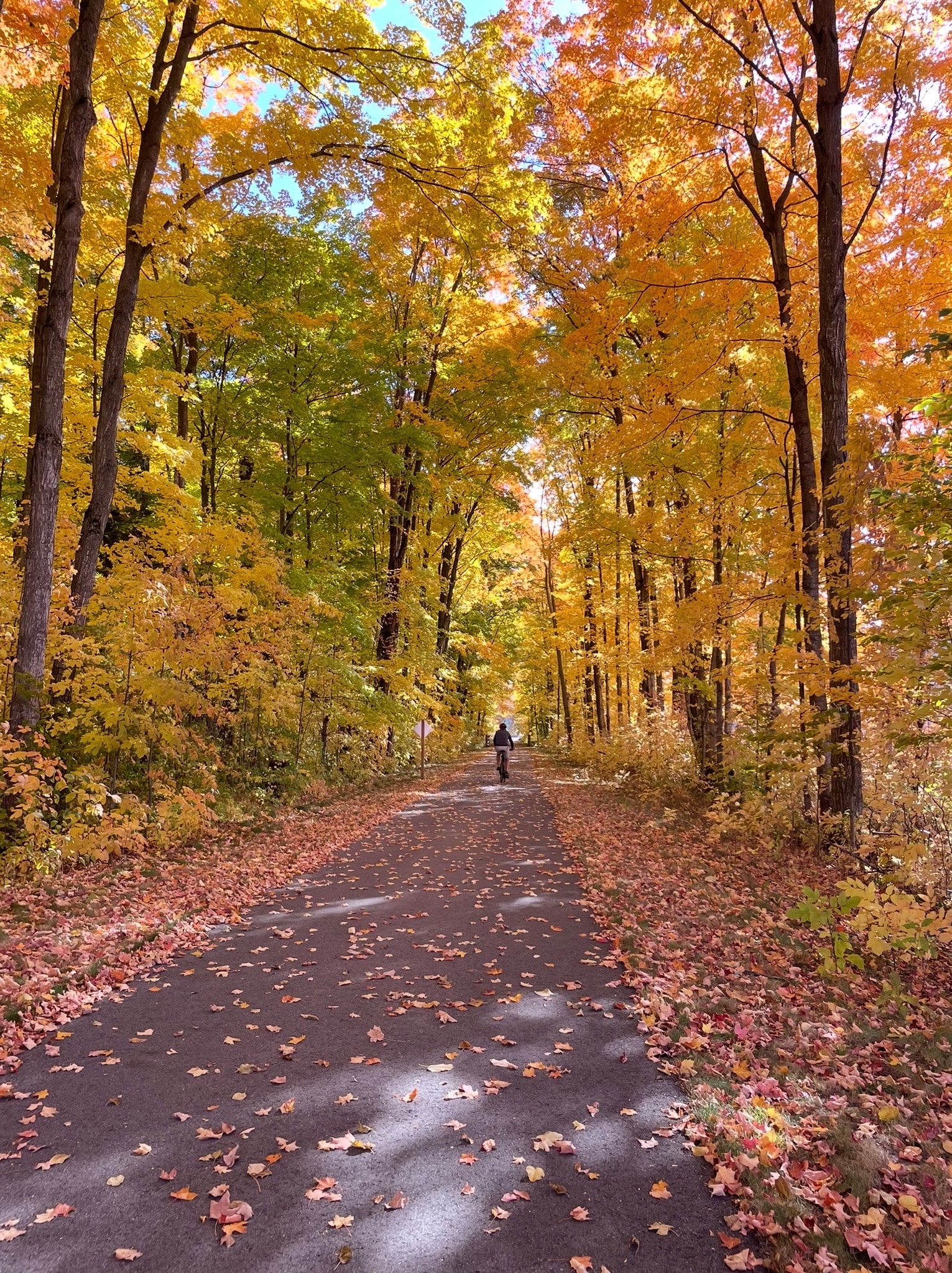 Cyclist riding through a tunnel of fall color on a northern Michigan trail