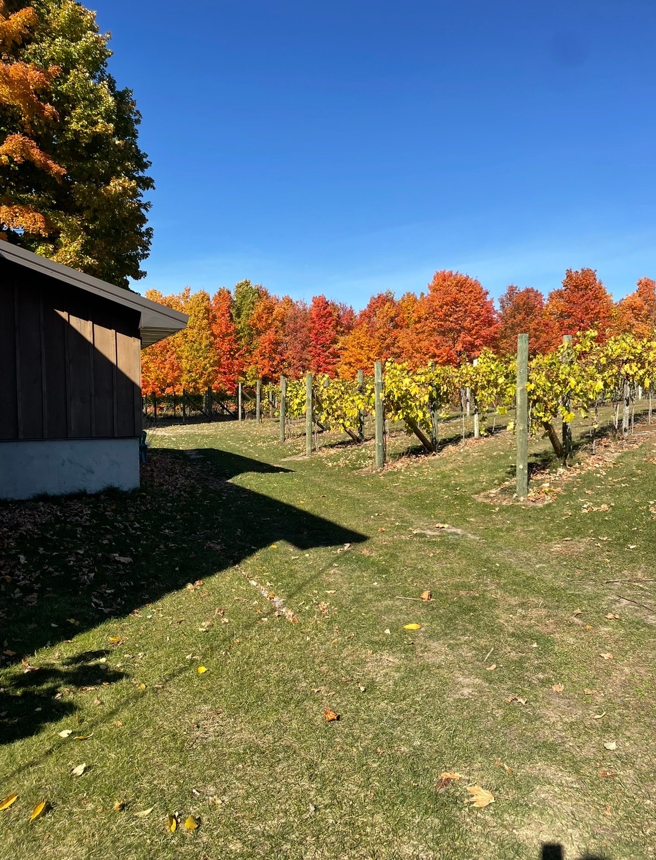Northern Michigan vineyard and winery tasting room